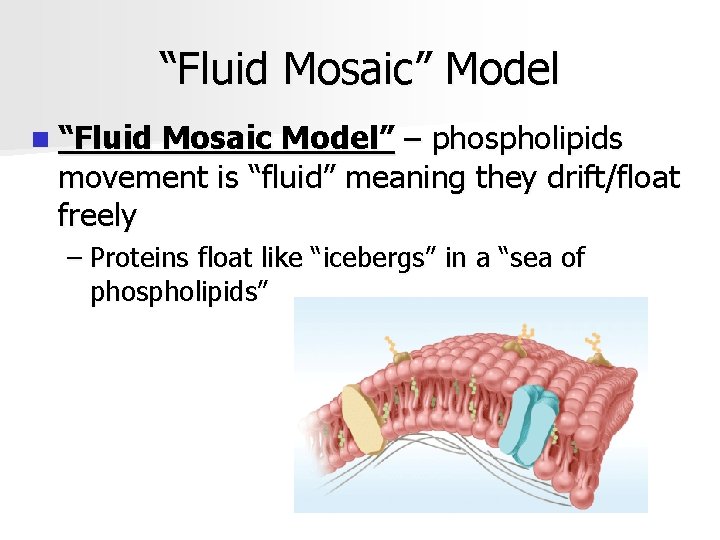 “Fluid Mosaic” Model n “Fluid Mosaic Model” – phospholipids movement is “fluid” meaning they