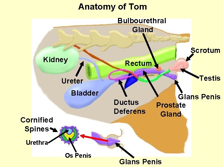 Anatomy of Tom Bulbourethral Gland Scrotum Kidney Rectum Testis Ureter Bladder Ductus Deferens Cornified
