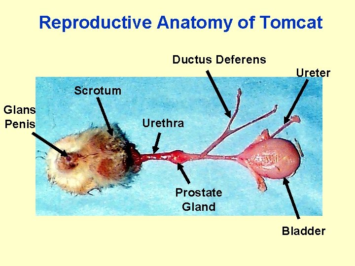 Reproductive Anatomy of Tomcat Ductus Deferens Ureter Scrotum Glans Penis Urethra Prostate Gland Bladder