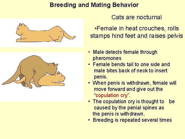 Breeding and Mating Behavior Cats are nocturnal • Female in heat crouches, rolls stamps