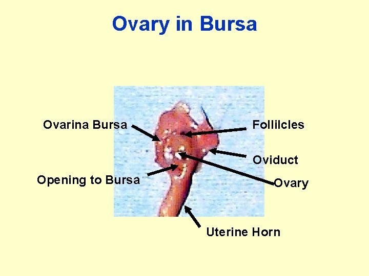 Ovary in Bursa Ovarina Bursa Follilcles Oviduct Opening to Bursa Ovary Uterine Horn 