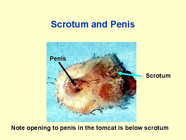 Scrotum and Penis Scrotum Note opening to penis in the tomcat is below scrotum