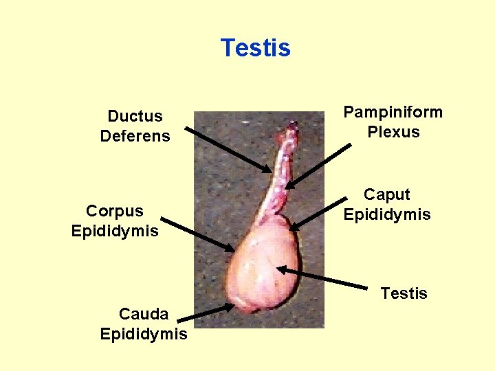 Testis Ductus Deferens Corpus Epididymis Pampiniform Plexus Caput Epididymis Testis Cauda Epididymis 