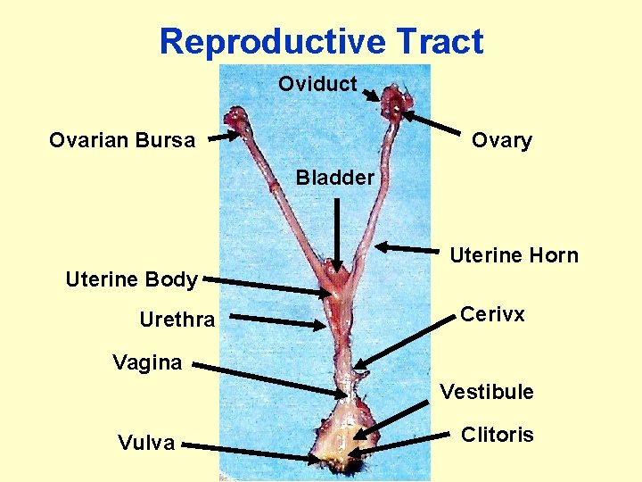 Reproductive Tract Oviduct Ovarian Bursa Ovary Bladder Uterine Horn Uterine Body Urethra Cerivx Vagina