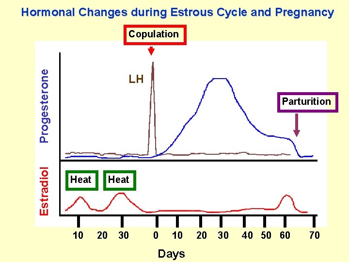 Hormonal Changes during Estrous Cycle and Pregnancy Estradiol Progesterone Copulation LH Parturition Heat 10