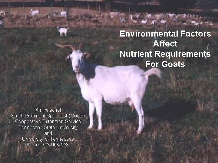 Environmental Factors Affect Nutrient Requirements For Goats An Peischel Small Ruminant Specialist (Goats) Cooperative