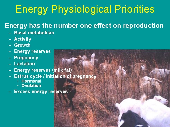 Energy Physiological Priorities Energy has the number one effect on reproduction – – –