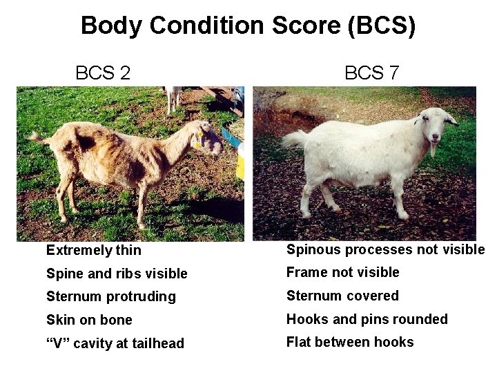 Body Condition Score (BCS) BCS 2 BCS 7 Extremely thin Spinous processes not visible