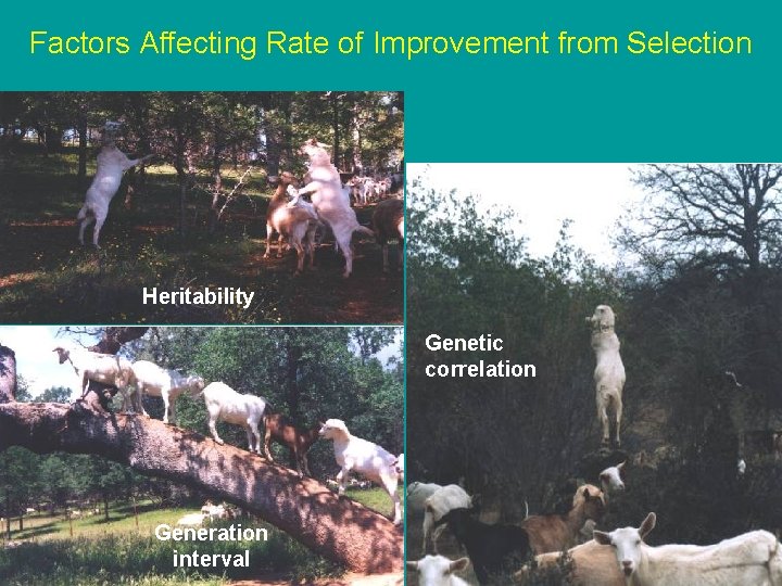 Factors Affecting Rate of Improvement from Selection Heritability Genetic correlation Generation interval 