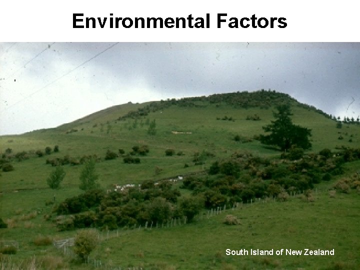Environmental Factors South Island of New Zealand 