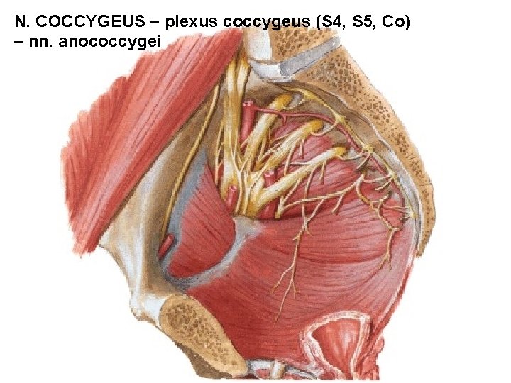 N. COCCYGEUS – plexus coccygeus (S 4, S 5, Co) – nn. anococcygei 