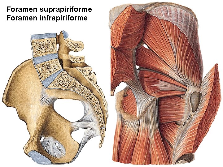 Foramen suprapiriforme Foramen infrapiriforme 