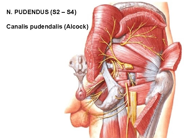 N. PUDENDUS (S 2 – S 4) Canalis pudendalis (Alcock) 