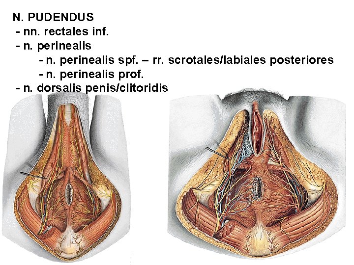 N. PUDENDUS - nn. rectales inf. - n. perinealis spf. – rr. scrotales/labiales posteriores
