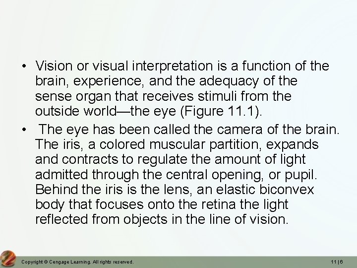  • Vision or visual interpretation is a function of the brain, experience, and