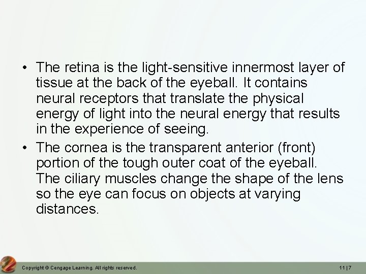  • The retina is the light-sensitive innermost layer of tissue at the back