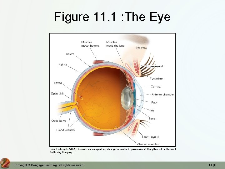 Figure 11. 1 : The Eye From Freberg, L. (2006). Discovering biological psychology. Reprinted
