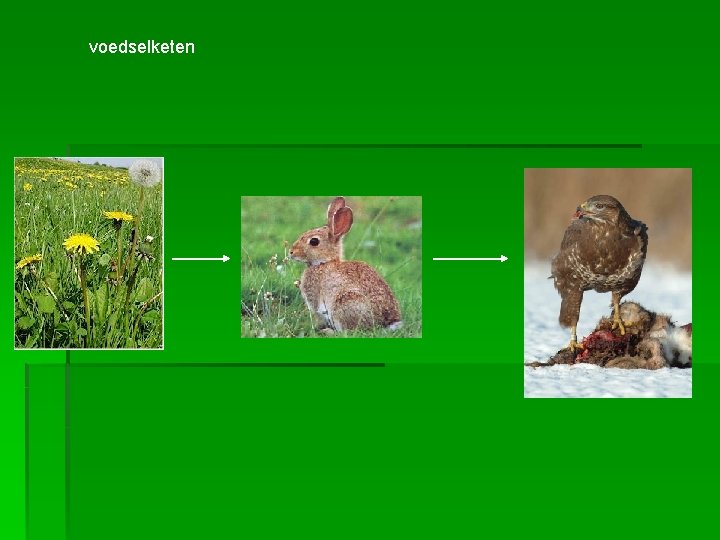 voedselketen 