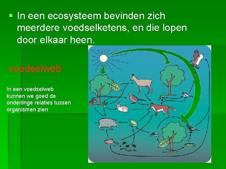 § In een ecosysteem bevinden zich meerdere voedselketens, en die lopen door elkaar heen.