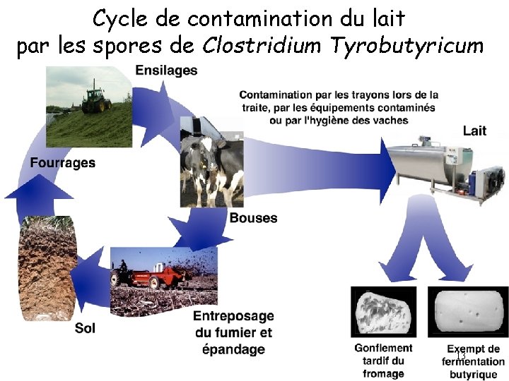 Cycle de contamination du lait par les spores de Clostridium Tyrobutyricum 13 