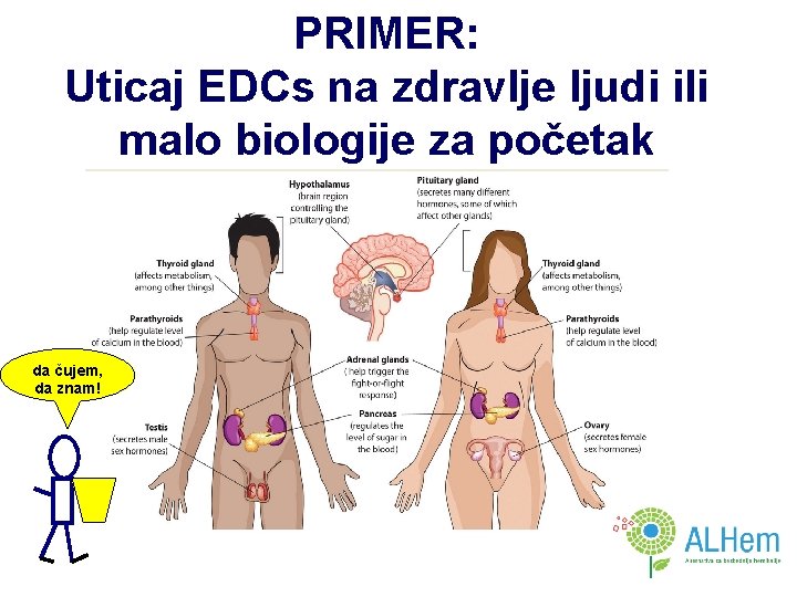 PRIMER: Uticaj EDCs na zdravlje ljudi ili malo biologije za početak da čujem, da