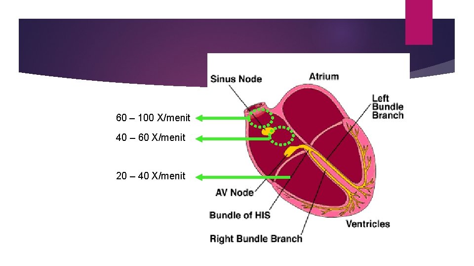 60 – 100 X/menit 40 – 60 X/menit 20 – 40 X/menit 