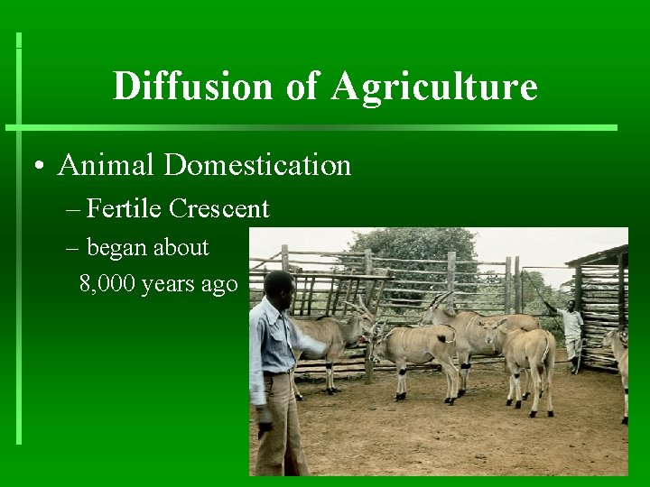 Diffusion of Agriculture • Animal Domestication – Fertile Crescent – began about 8, 000