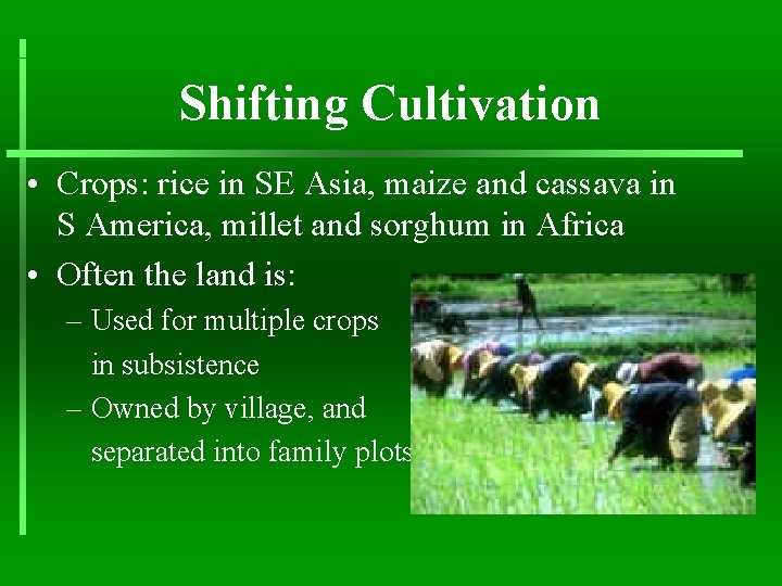 Shifting Cultivation • Crops: rice in SE Asia, maize and cassava in S America,