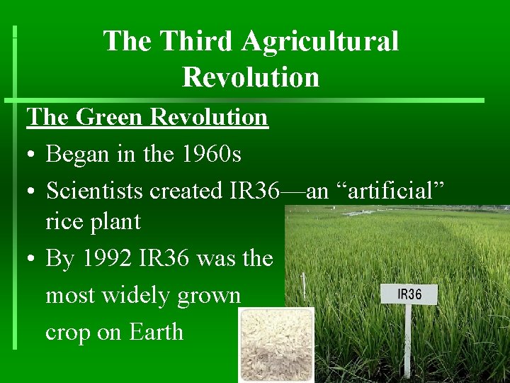 The Third Agricultural Revolution The Green Revolution • Began in the 1960 s •