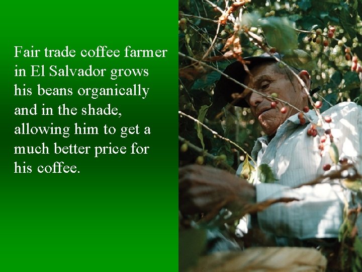 Fair trade coffee farmer in El Salvador grows his beans organically and in the