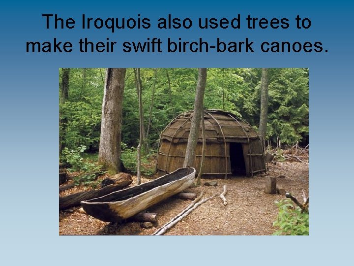 The Iroquois also used trees to make their swift birch-bark canoes. 