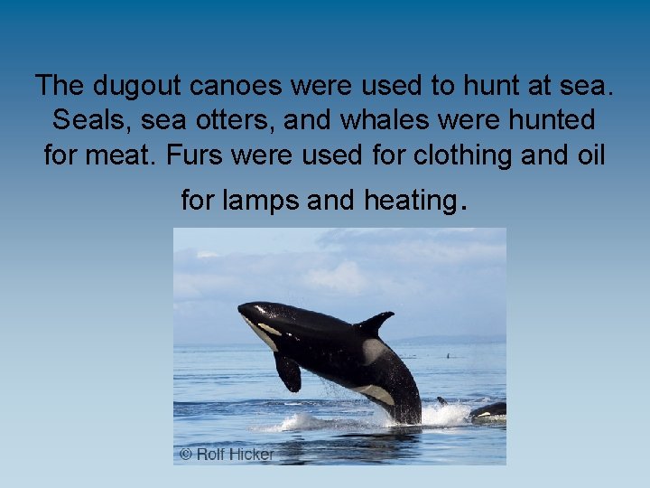 The dugout canoes were used to hunt at sea. Seals, sea otters, and whales