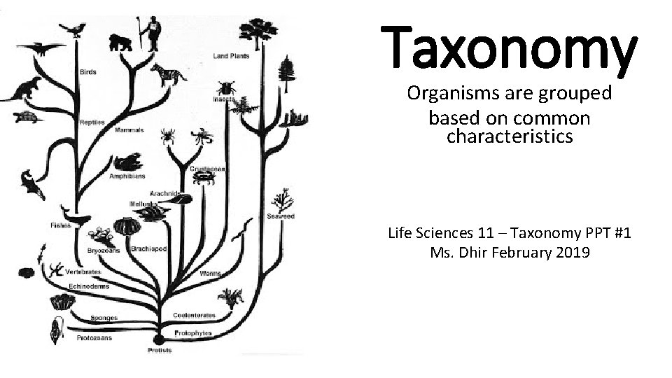 Taxonomy Organisms are grouped based on common characteristics Life Sciences 11 – Taxonomy PPT