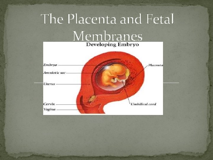 The Placenta and Fetal Membranes 