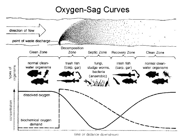 Oxygen-Sag Curves 