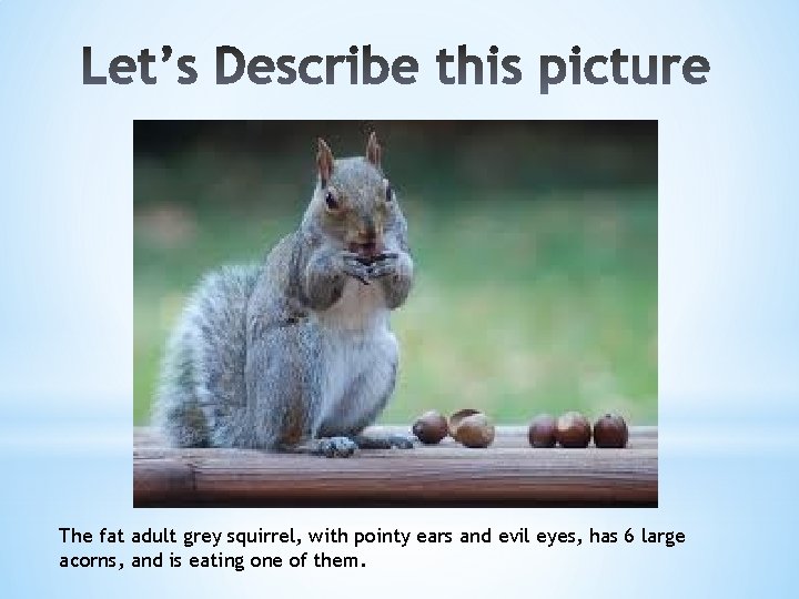 The fat adult grey squirrel, with pointy ears and evil eyes, has 6 large
