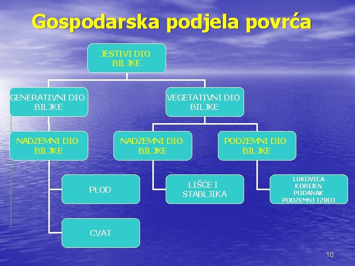Gospodarska podjela povrća JESTIVI DIO BILJKE GENERATIVNI DIO BILJKE VEGETATIVNI DIO BILJKE NADZEMNI DIO