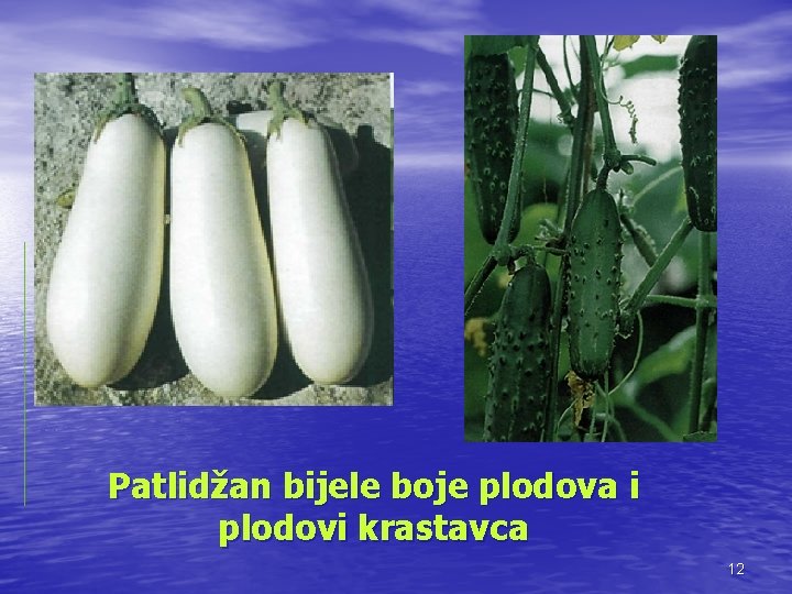 Patlidžan bijele boje plodova i plodovi krastavca 12 