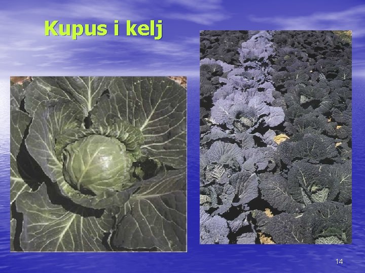 Kupus i kelj 14 