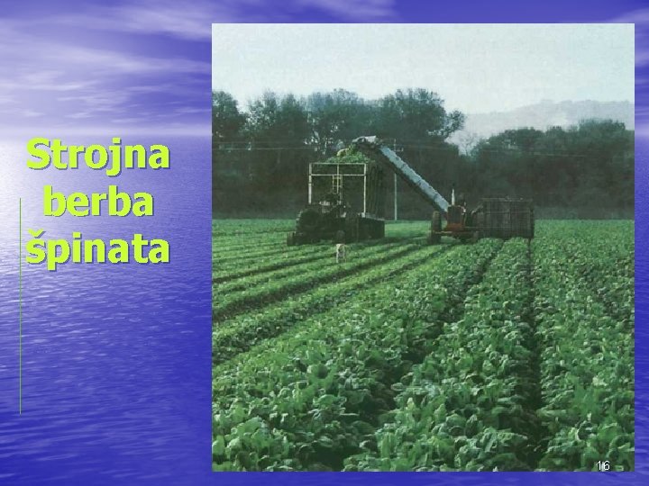 Strojna berba špinata 16 