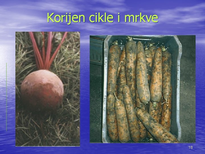Korijen cikle i mrkve 18 