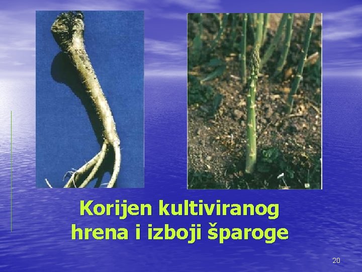 Korijen kultiviranog hrena i izboji šparoge 20 