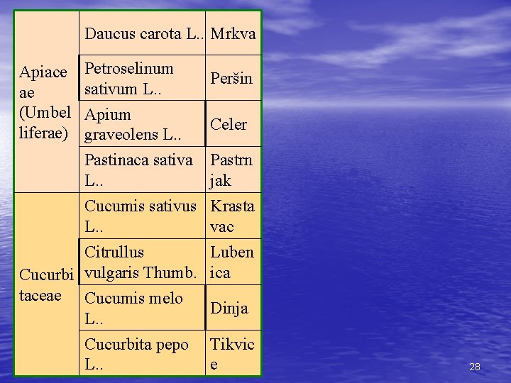 Daucus carota L. . Mrkva Apiace ae (Umbel liferae) Petroselinum sativum L. . Peršin