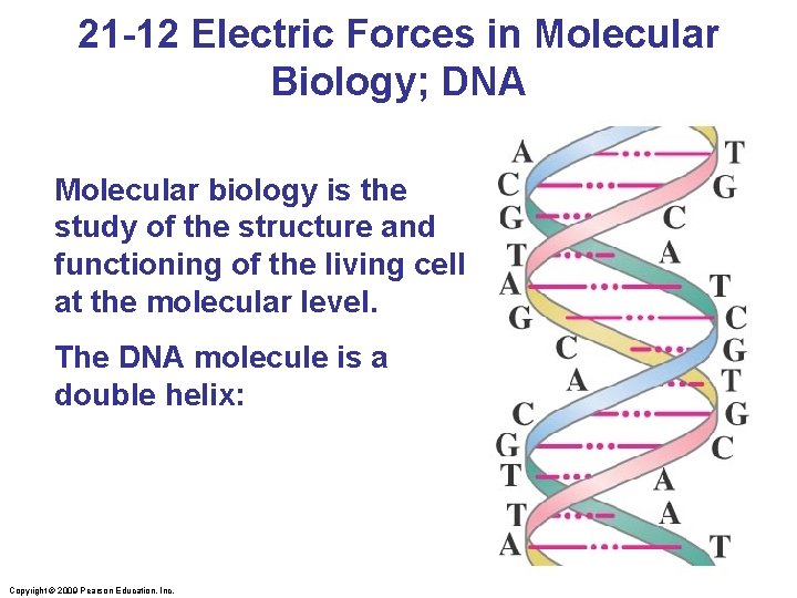 21 -12 Electric Forces in Molecular Biology; DNA Molecular biology is the study of