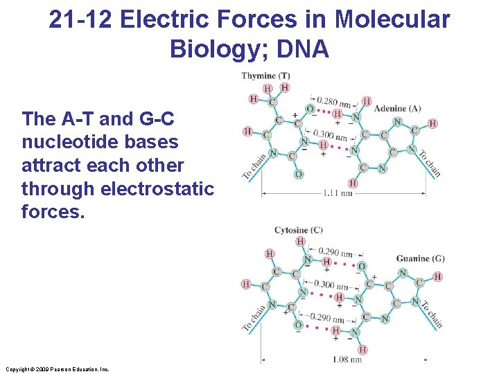 21 -12 Electric Forces in Molecular Biology; DNA The A-T and G-C nucleotide bases