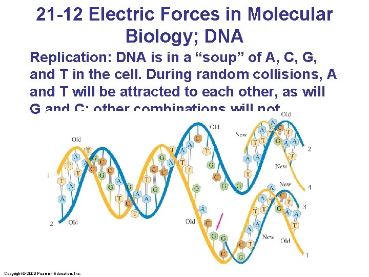 21 -12 Electric Forces in Molecular Biology; DNA Replication: DNA is in a “soup”