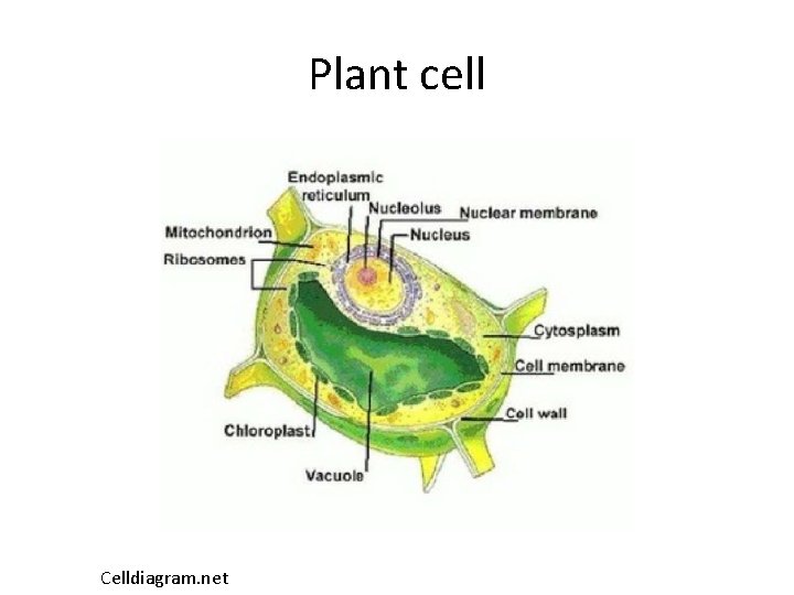 Plant cell Celldiagram. net 