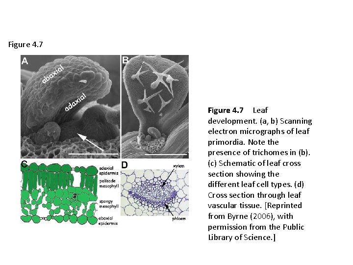 Figure 4. 7 Leaf development. (a, b) Scanning electron micrographs of leaf primordia. Note the