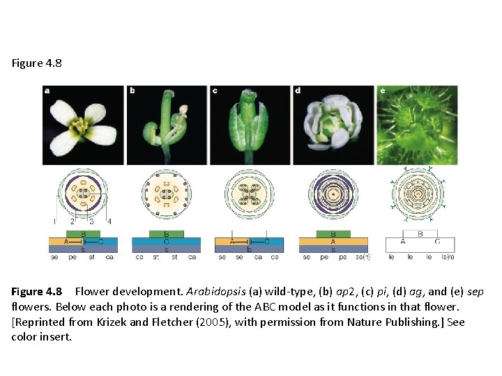 Figure 4. 8 Flower development. Arabidopsis (a) wild-type, (b) ap 2, (c) pi, (d) ag,