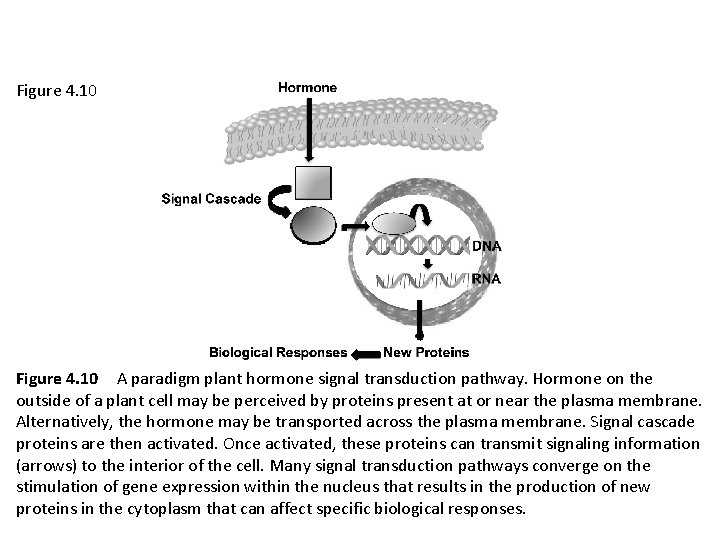 Figure 4. 10 A paradigm plant hormone signal transduction pathway. Hormone on the outside of